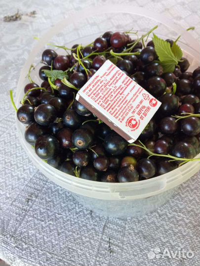 Саженцы черной смородины