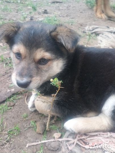 Щенок в добрые руки