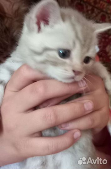 Котята шотландские