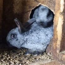 Кролики мясных пород серебро