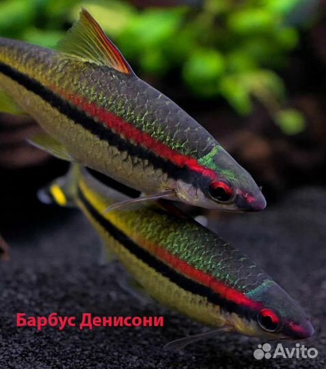 Барбус Денисони