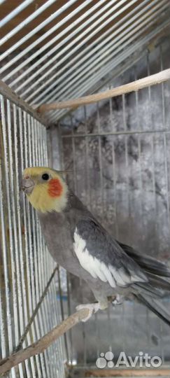 Попугай Корелла мальчик