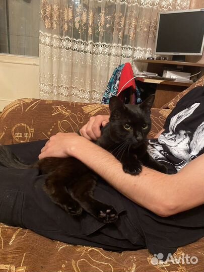 Прекрасный Пегас