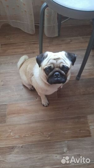 Мопс вязка мальчик
