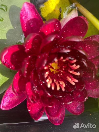 Лилия (нимфея)