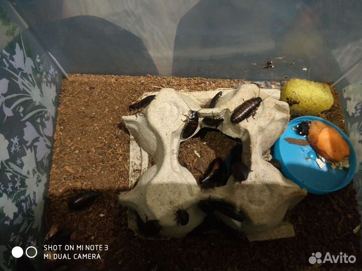 Мадагаскарский шипящий таракан