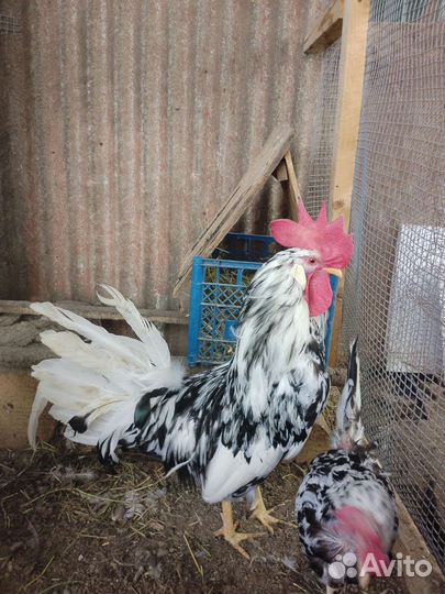 Леггорн Далматинец