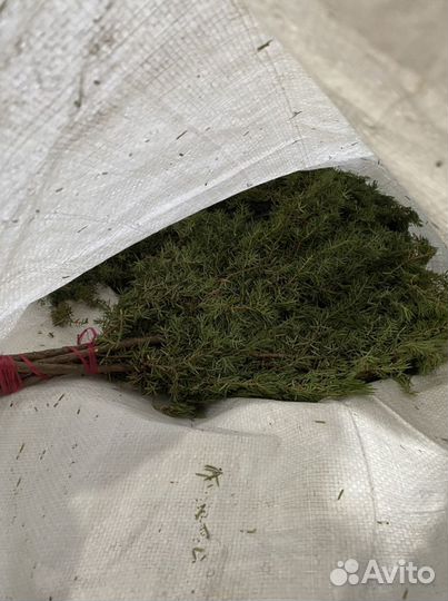 Веники можжевельника