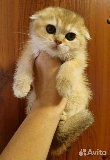 Шотландские котята