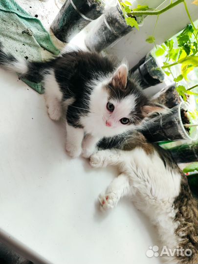 Котята пушистики