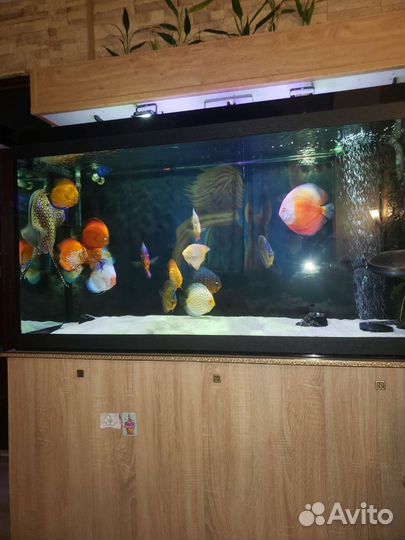 Ремонт аквариумных светильников