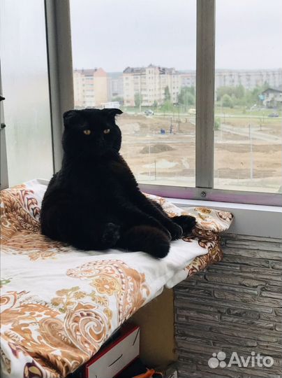 Котик