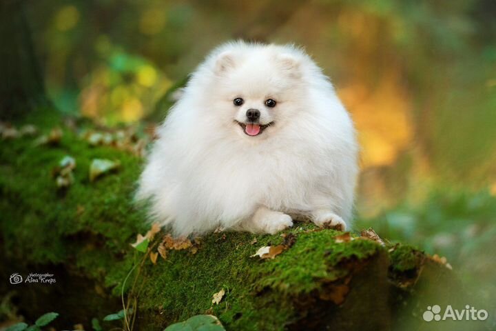 Малый немецкий Шпиц-Вязка. щенки