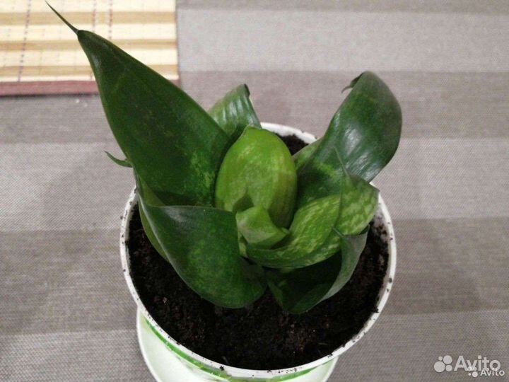 Щучий хвост. Сансевиерия Ханни (низкорослая)