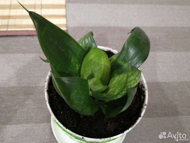 Щучий хвост. Сансевиерия Ханни (низкорослая)