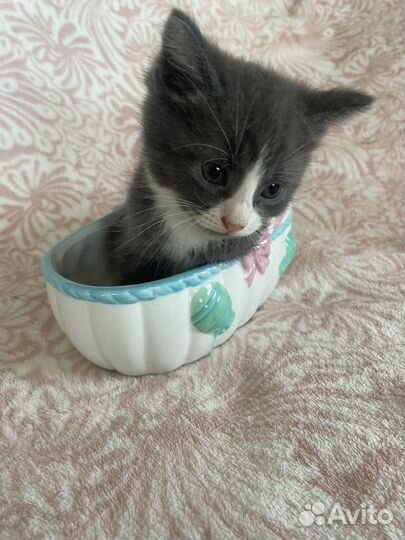 Отдам котят в добрые руки