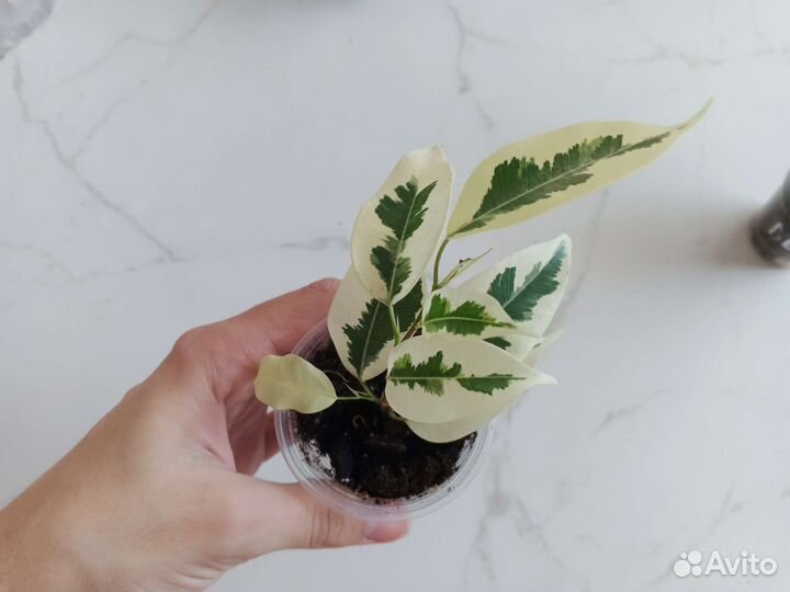 Фикус Де Гантель