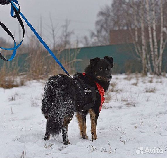 Микки хочет домой