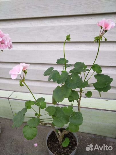 Герань пеларгония цветущее растение