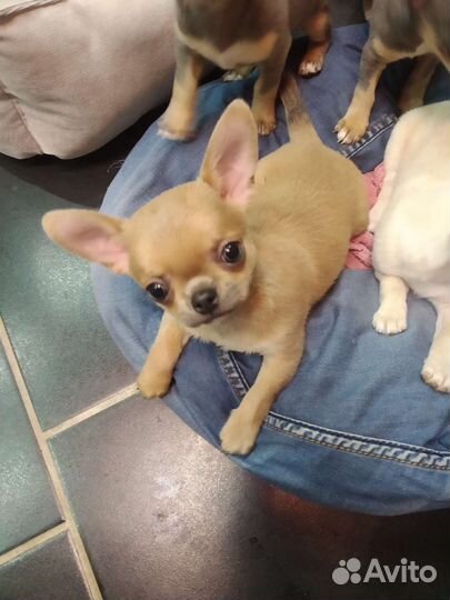 Чихуахуа девочка