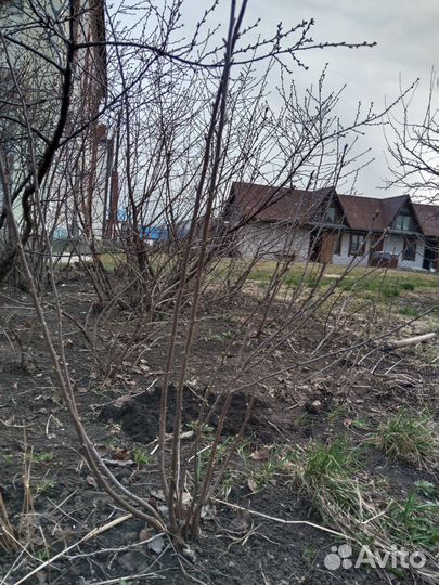 Саженцы вишни