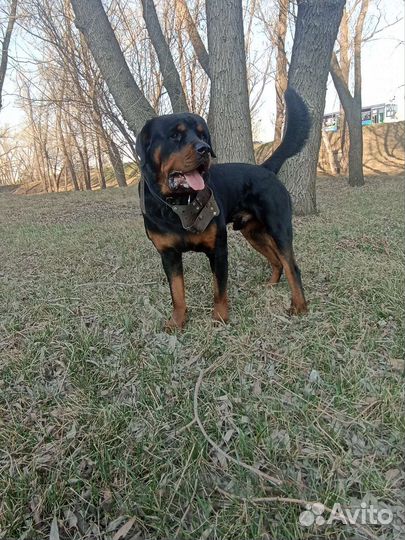 Вязка ротвейлера