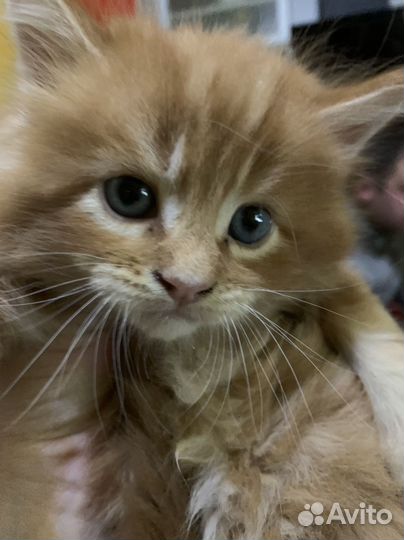 Котята мейн-кун