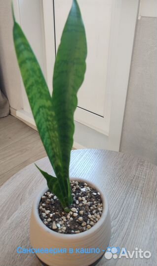 Сансивиерии, сингониум