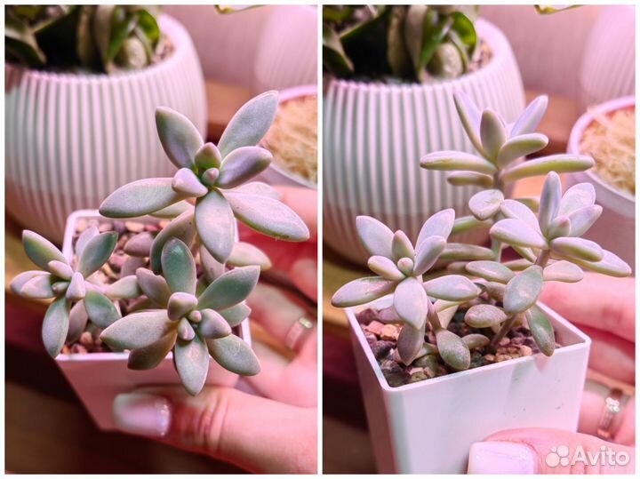 Суккуленты