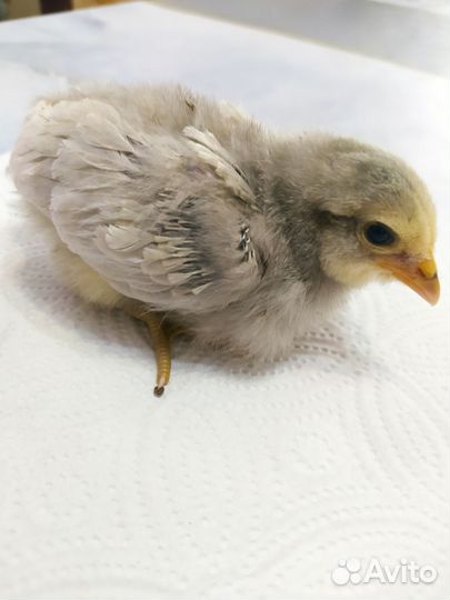 Амераукана