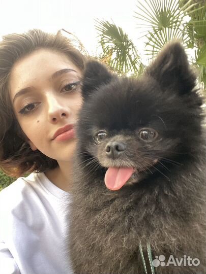 Померанский шпиц вязка кобель