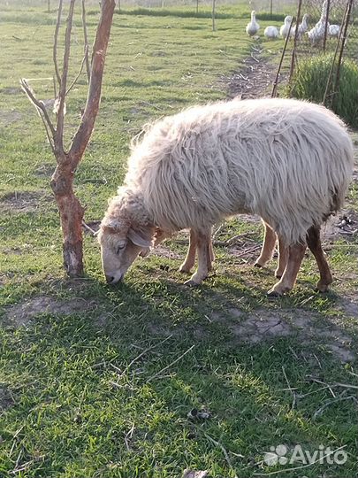 Овцы бараны