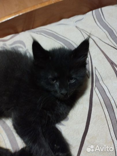 Кошка