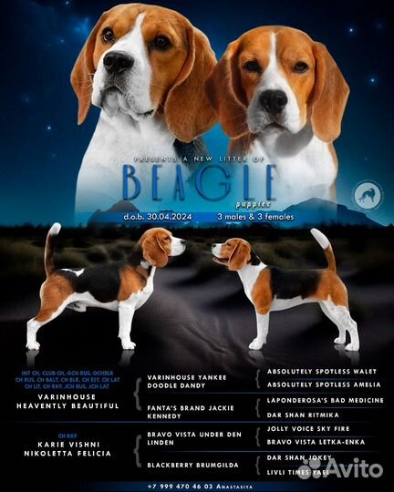Щенки бигль
