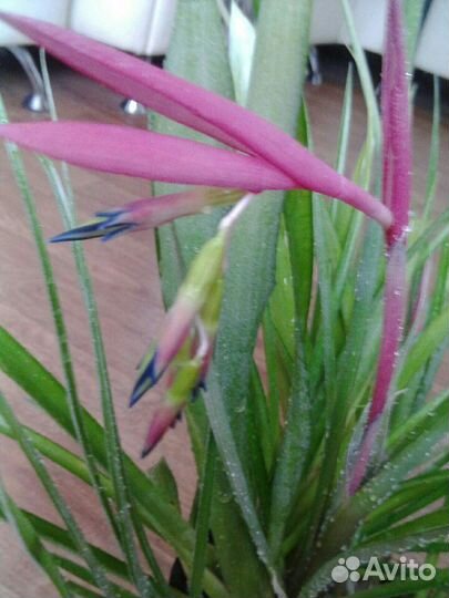 Бильбергия