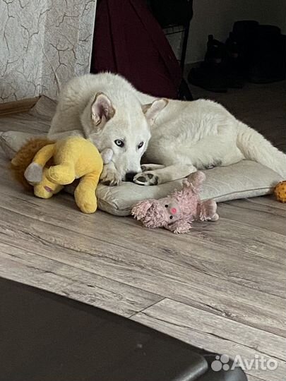 Мододой кобель