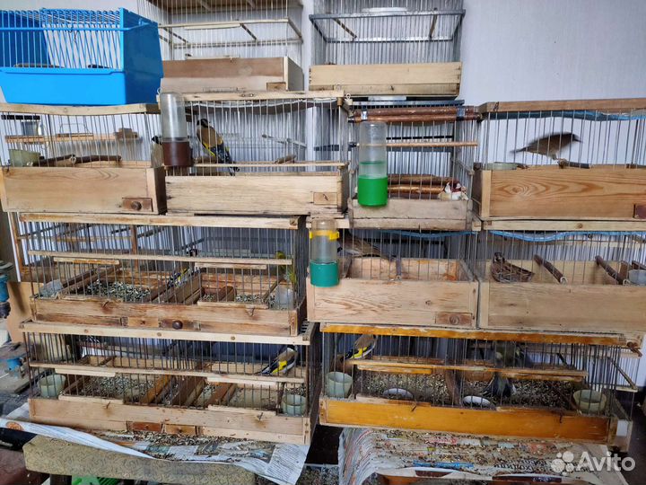 Продажа певчих лесных птиц