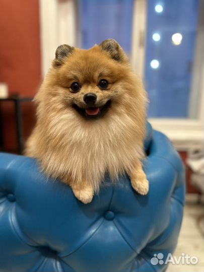 Кобель для вязки померанский шпиц