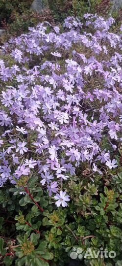 Почвопокровные многолетние растения