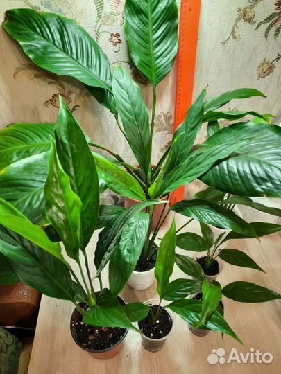 Спатифиллум