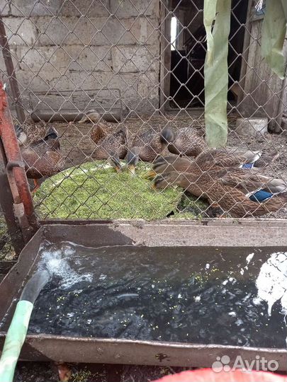 Подсадные утки