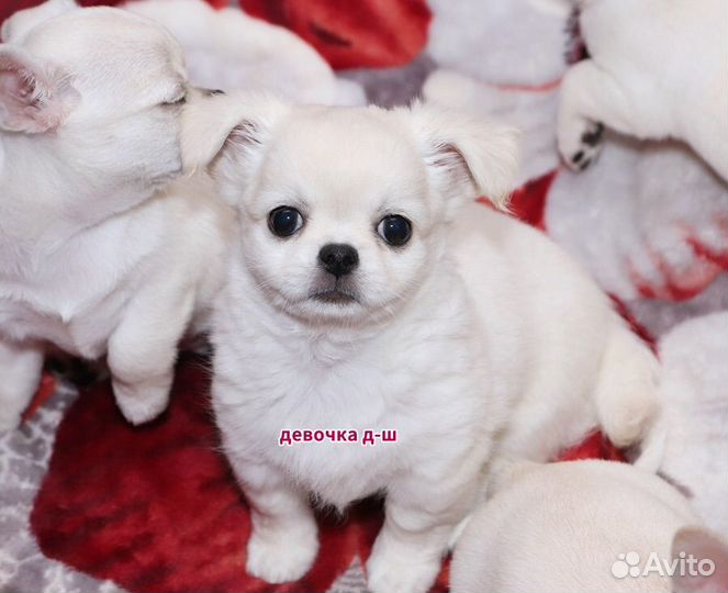 Красивые щенки чихуахуа