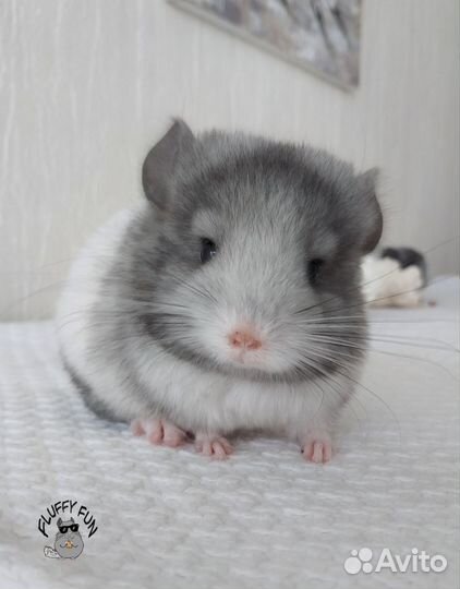 Шиншилла по имени Лонг