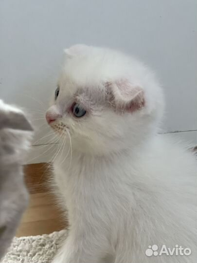 Котята шатланские вислоухие + метис