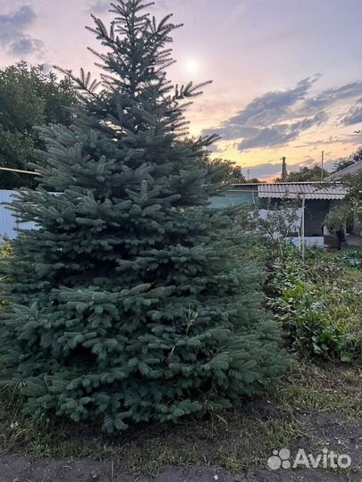 Ель Глаука саженцы
