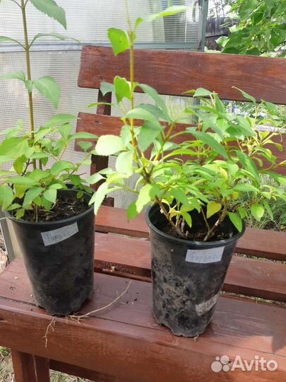 Декоративные кустарники