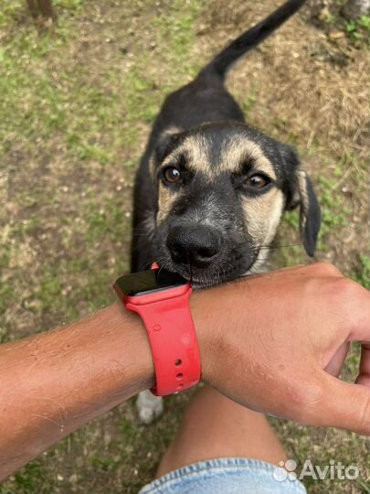 Щенок в добрые руки