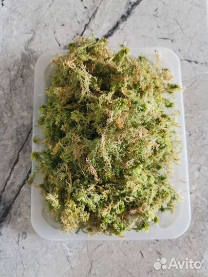 Мох сфагнум сухой