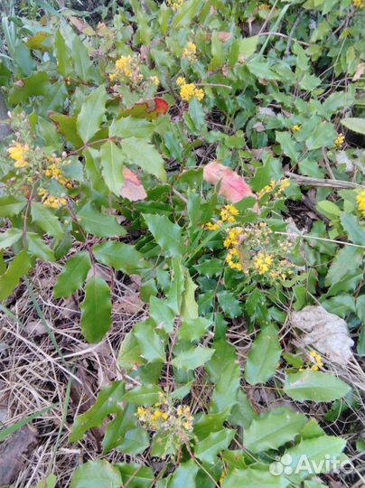 Вечнозелёный кустарник. Магония подуболистная