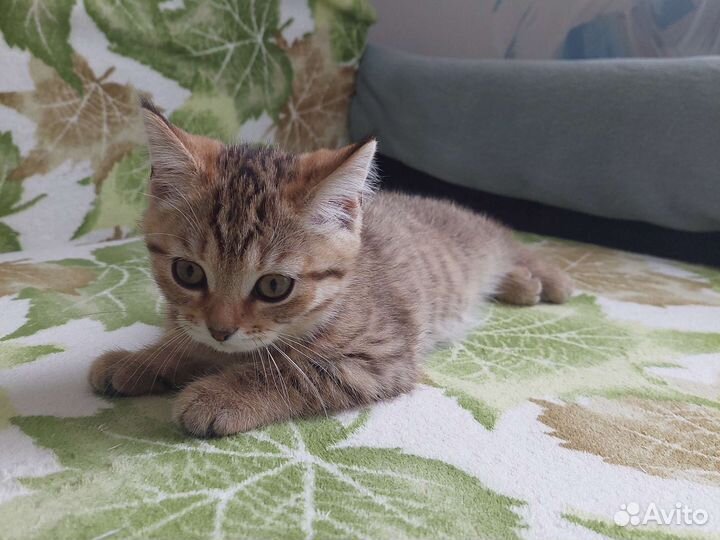 Кошка в дар бесплатно